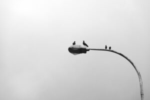 Pigeons Streetlamp
